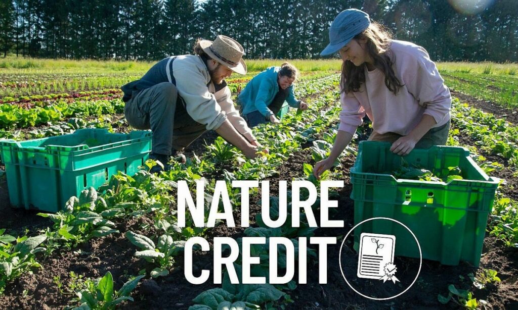 chau-au-muon-phat-hanh-‘tin-chi-thien-nhien’